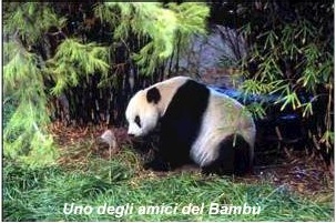 Un bellissimo panda che mangia i bambù