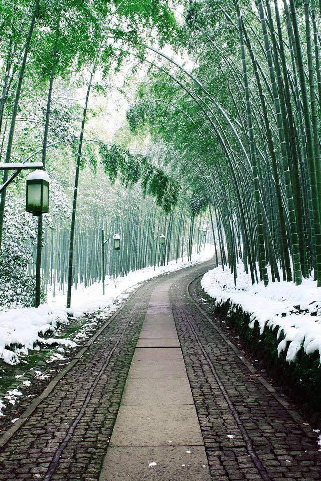 Percorso di bamboo,inverno, Arashiyama, Kyoto,Japan