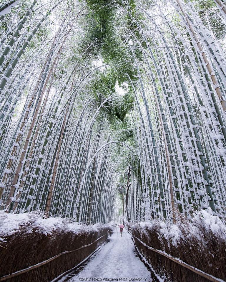 Foresta di bambu in Arashiyama, Kyoto, Japan
