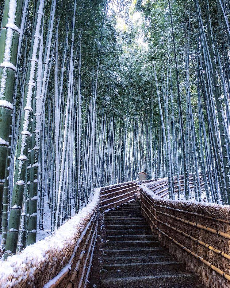 Foresta di bambù in Arashiyama, Kyoto, Japan