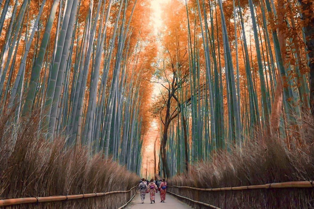 Foresta di bambu in Arashiyama, Kyoto, Japan