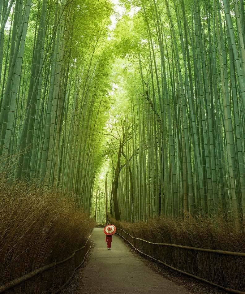 Arashiyama Forest, Kyoto