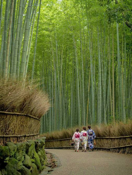 Il boschetto di bambù di Kyoto