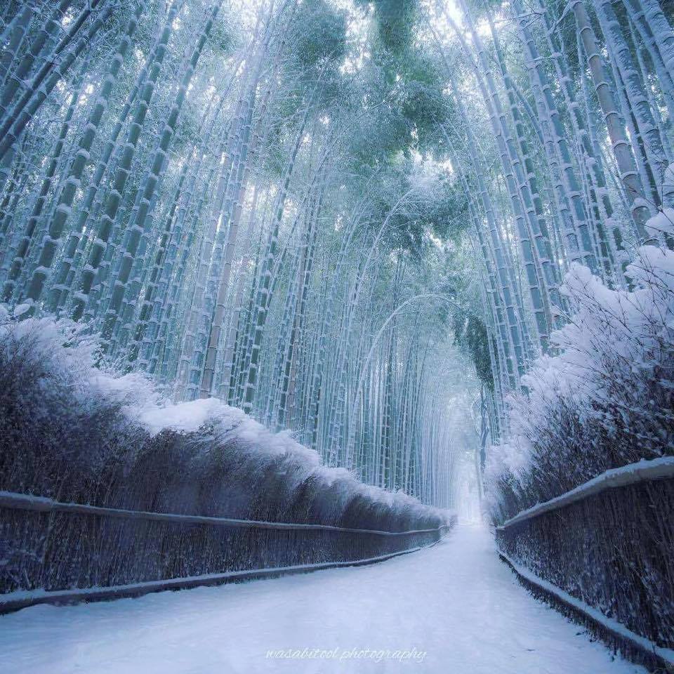 Bufera di neve nella foresta di Arashiyama, Kyoto