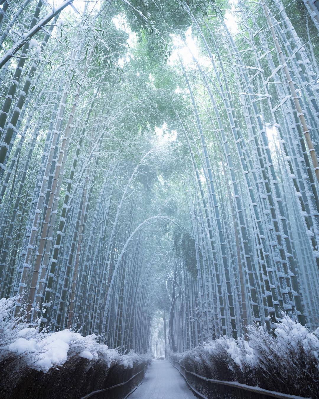 sentiero di bambù congelato